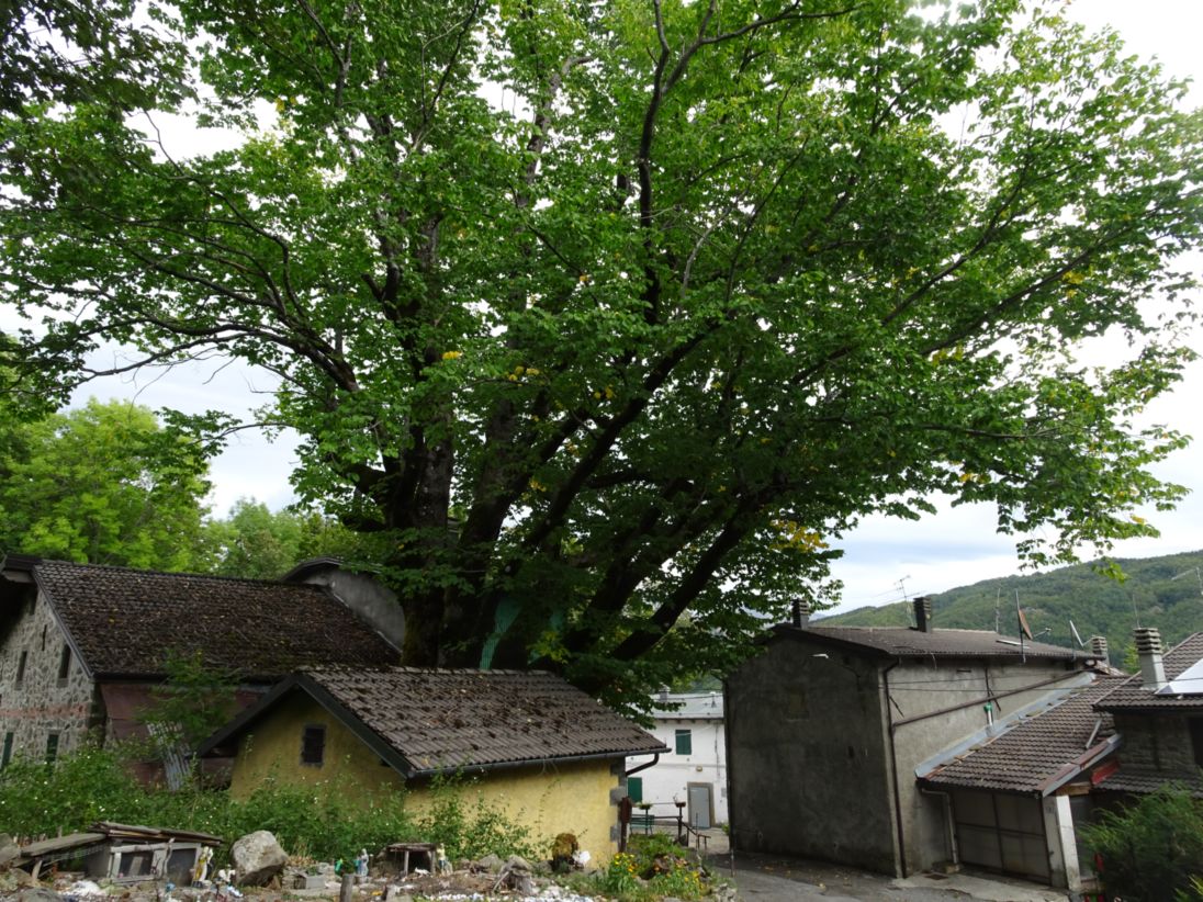 Olmo montano_Pievepelago_DSC02143
